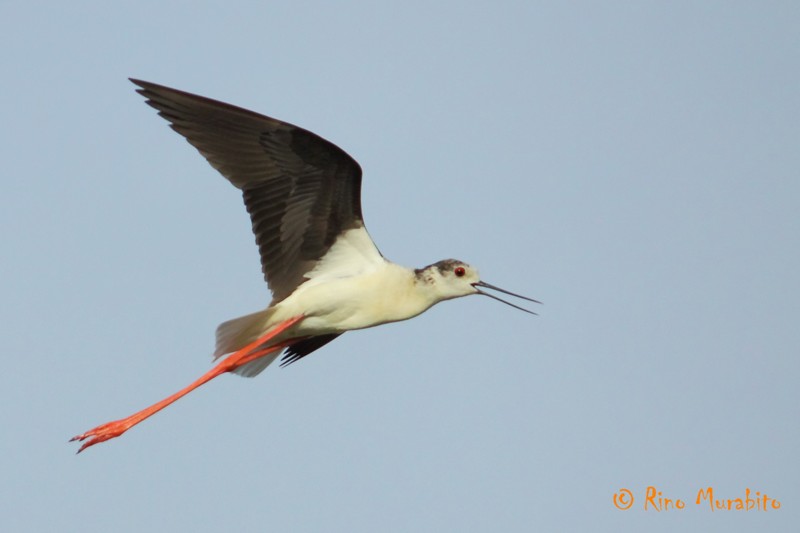 Ciao, sono l''Himantopus